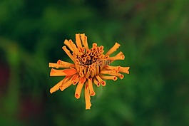 花,嬰兒,季節(jié)