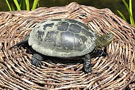 龜,動物,小