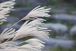 里德,ヨシ,蘆葦