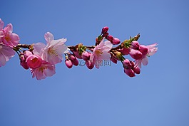 日本櫻花樹,鮮花,粉紅色