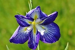 花,藍(lán)色,宏