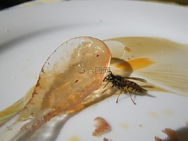黃蜂,蜂蜜,餐