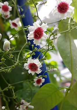 小花,白,自然