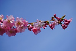 日本櫻花樹,鮮花,粉紅色