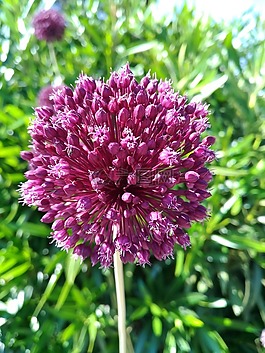 鮮花,羅莎,綠色