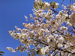 樹,鮮花,花