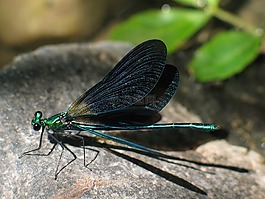 蜻蜓,bug,動物區(qū)系