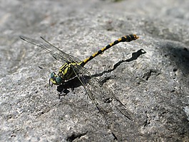 蜻蜓,bug,動物區(qū)系