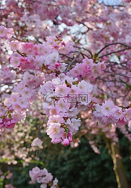 日本櫻花樹,鮮花,粉紅色