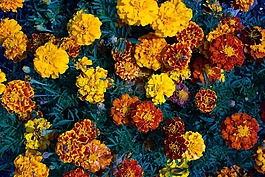 花,藍(lán)色,黃色的花