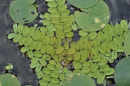 槐葉萍對,植物,受保護