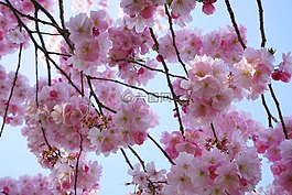 日本櫻花樹,鮮花,粉紅色