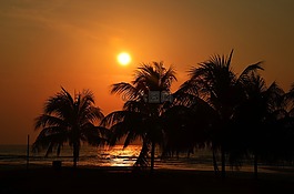 日落,棕榈,海