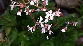 schildersverdriet,鲜花,美味多汁