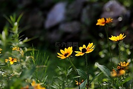 鮮花,黃色花,花卉園