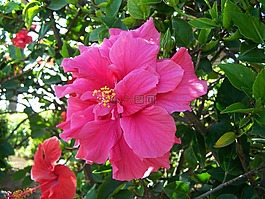 槿,花,熱帶