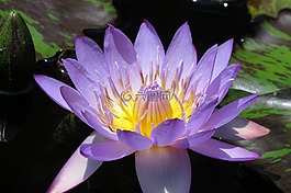 紫色,開花,睡蓮