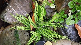 劃船,rockplant,植物