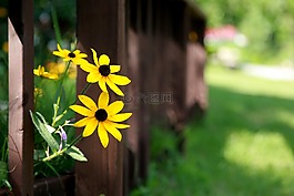 黃色花,鮮花,野花