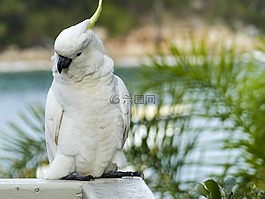 cockadoo,白,黄色