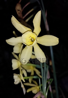 納西斯 ·,植物園,鮮花