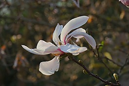 夏天玉蘭,開花,白