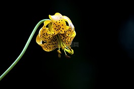 百合,花,野花