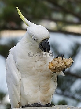 cockadoo,白,黄色