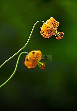 百合,花,野花