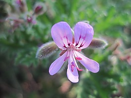 granium,丁香,花的