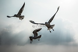 海鷗,新增功能,海灘