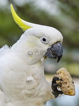 cockadoo,白,黄色