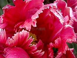 郁金香,開(kāi)放,紅色
