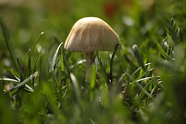 蘑菇,植物,小