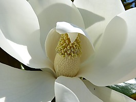 玉蘭,地中海,花