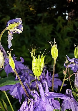 akelei,种子箱,花卉