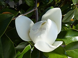 玉蘭,地中海,花