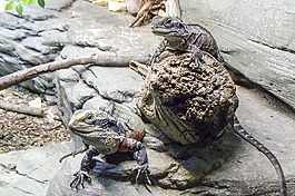 蜥蜴,爬行動(dòng)物,動(dòng)物