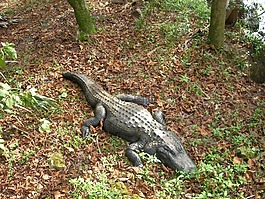 鳄鱼,在野外,森林