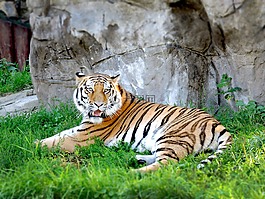 虎,動物園,莫斯科