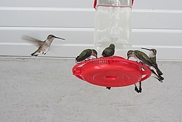 蜂鳥,鳥,飛