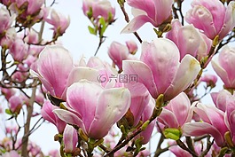 郁金香 玉蘭,鮮花,blütenmeer
