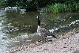 branta,黄花,鸟
