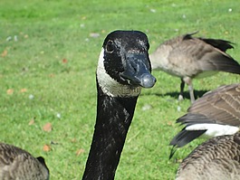 branta 黄花,加拿大鹅,鸟