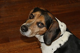 小獵犬,狗,動物