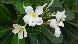 花,占城,占婆白色
