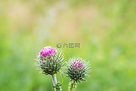 花,廠,性質(zhì)