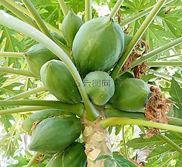 食品,水果,木瓜