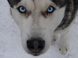 狗,動物,藍(lán)色的眼睛