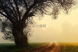 樹,景觀,霧
